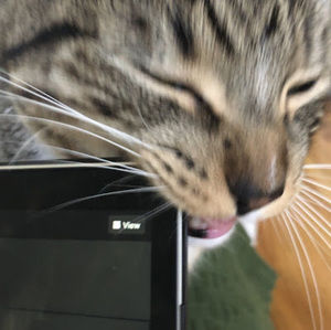 Meet your Posher, Ava